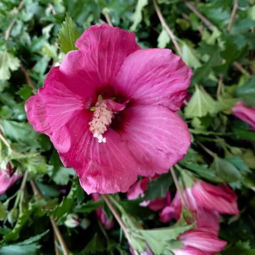 Säulen-Gartenhibiskus 'Flower Tower Ruby®' rosarot, Höhe 40-60 cm, Topf 5 l