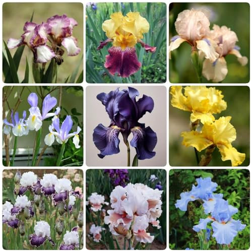 10 Pezzi Bulbi Di Iris Perenni Resistenti, Bulbi Di Piante Di Iris, Pascolo Di, Bulbi Di Iris Regalo Da Giardino - Iris Tectorum - Prato Fiorito Perenne Winterhar, Cipolla Ornamentale
