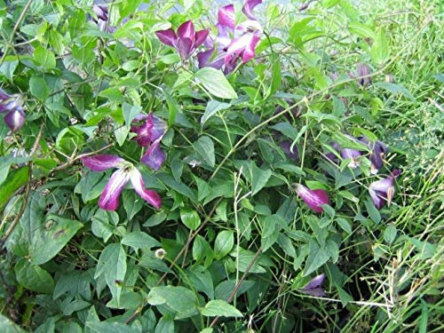 Clematis viticella Walenburg (60-100 cm) - Waldrebe/Klematis