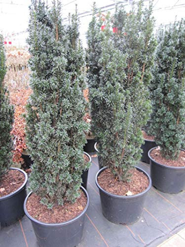 Taxus baccata Pirat - Säulen-Eibe Pirat 50-60