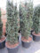 Taxus baccata Pirat - Säulen-Eibe Pirat 50-60