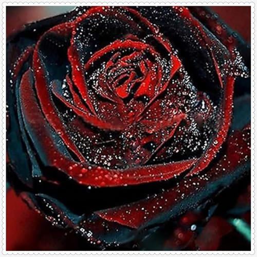 Rosen pflanzen zwiebeln,winterhart,Mysteriöse magische Glühbirne,Rose Pflanze Blumenzwiebeln mehrjährig,Rosen pflanzen kaufen,rosenzwiebel,rosenrhizom,schwarze rosen pflanzen.-1zwiebeln-N