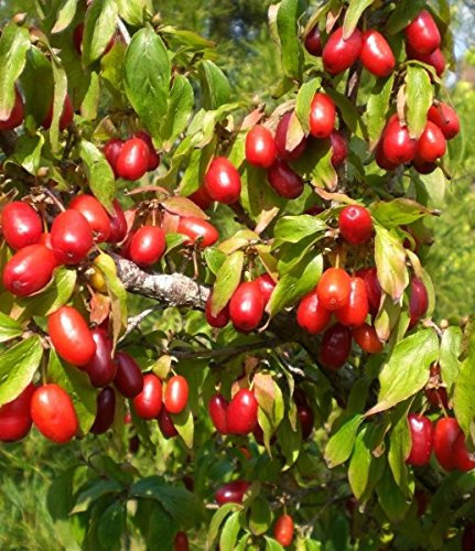Müller Münchehof GmbH Kornelkirsche im Kleincontainer - 10 Stück Größe 15 bis 30 cm