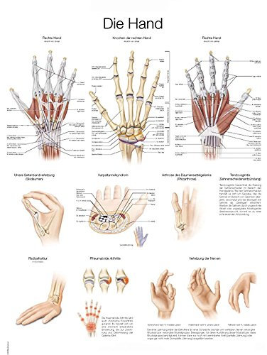 Erler Zimmer Lehrtafel „Die Hand“, deutsch/englisch, 50x70cm, Kunstdruckpapier