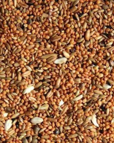 Goldkorn Großsittichfutter Züchter 25kg