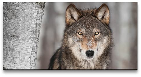 Paul Sinus Leinwandbild 120x60cm Grauer Wolf Alpha Tier Wald Wild Mystisch