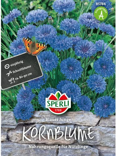 Kornblume Blauer Junge, Nahrungsquelle für Nützlinge, Gruppenpflanze für Beete, rabatten, Bauerngärten oder als Schnittblume