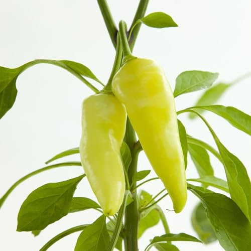100 Stück/Beutel Hot Pepper Seeds Non-GMO Easy Keimung Gemüse Chiles Setzlinge für die Landwirtschaft Gartenbau Samen zum Pflanzen jetzt Paprika Samen