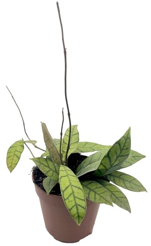 Fangblatt - Hoya callistophylla Gr. L - Porzellanblume/Wachsblume - pflegeleichte Zimmerpflanze für Ihr Zuhause
