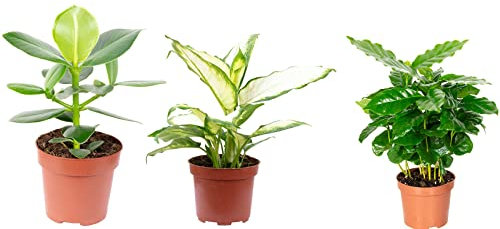 Lot de 3 vraies plantes d'intérieur, plantes à café, pomme baume, diffenbachie - Hauteur : env. 20-35 cm, diamètre du pot : 9-12 cm