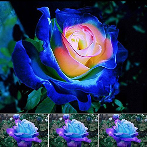 Vaso arcobaleno Rose Planter Casa Soggiorno balcone piante semi di fiore