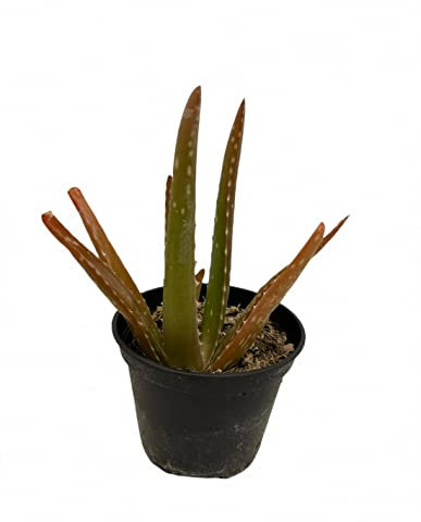 Pianta Aloe Vera - Dimensione Vaso Vaso 12cm