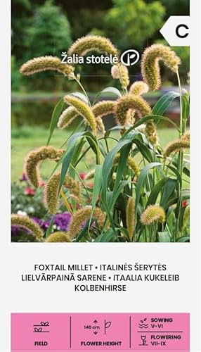 Zalia stotele | Kolbenhirse samen | Blumensamen | Pflanze samen | Gardensamen | Dieses Süßgras ist einjährig, sehr dekorativ, wird bis zu 140 cm hoch | 1 Pack