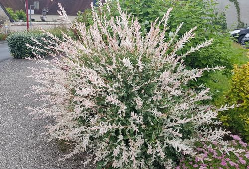 Salix integra 'Hakuro-Nishiki' / Saule crevette/Conteneur de 2 à 2.9 litres