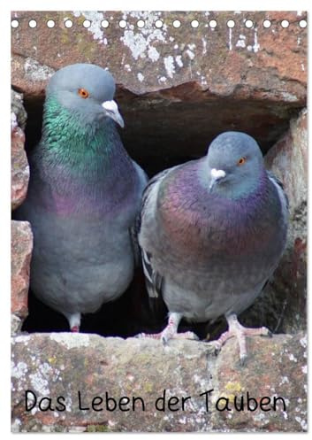 Das Leben der Tauben (Tischkalender 2026 DIN A5 hoch), CALVENDO Monatskalender: Tauben (Columbidae) (CALVENDO Tiere)
