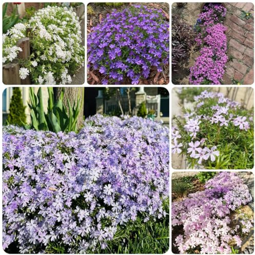 teppichphlox winterhart bodendecker teppich phlox winterharte garten wildblumen balkonblumen gartendeko für draußen 100samen
