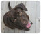 Destination Vinyl Ltd Adorable Chocolate Labrador Dog Mouse Mat Pad - Cute Fun Computer #14281