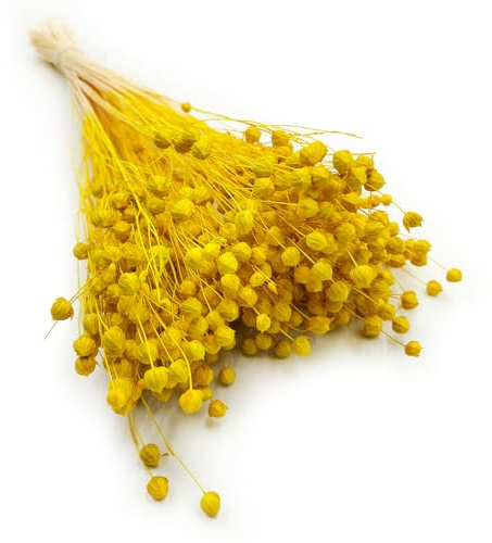 Enchanted Dekogras Getrocknetes Gras Flachs Ziergras Leinen Trockenblumen Natürlich Boho 80 Stück Gelb