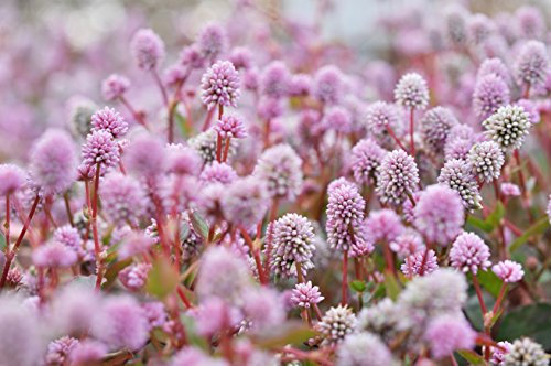 Himalaya-Knöterich Polygonum capitatum (Persicaria capitata) 50 Samen
