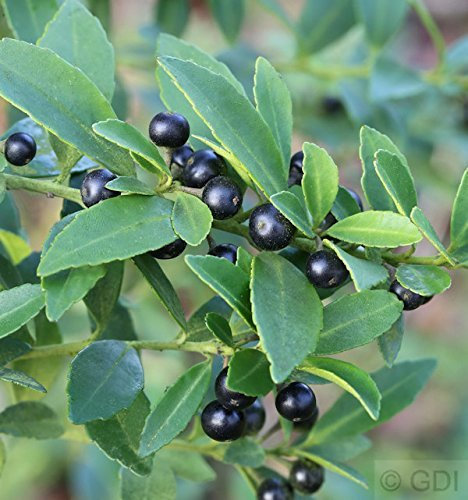 Japanische Stechpalme Ilex Glori Gem 15-20cm - ilex crenata