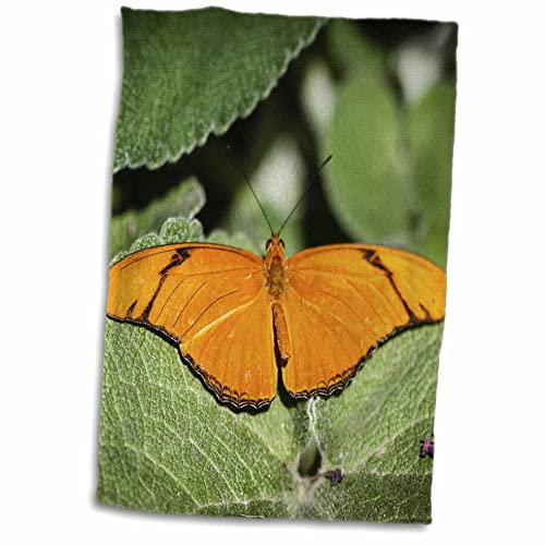 3D Rose A Colorful Heliconian Dryas Julia Butterfly TWL_200219_1 Handtuch, 38,1 x 55,9 cm