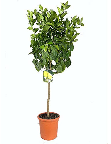 LIMON 4 ESTACIONES COPA M26 150CM LIMONERO CITRICO NATURAL LUNARIO