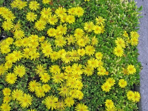 Staudenkulturen Wauschkuhn Delosperma nubigenum - Mittagsblume - Staude im 9cm Topf