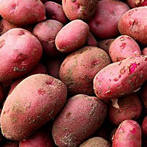 Haloppe 100 Stücke Rote Haut Kartoffel Gemüse Samen für Hausgarten Pflanzen, Rote Haut Kartoffel Samen Garten Nahrhafte Köstliche Gemüse Farm Pflanze Kartoffelsamen
