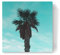 artboxONE Leinwand 60x60 cm Natur Stylish Palm von sommersbilder