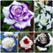 50 pcs rosensamen zum einpflanzen, rosen samen, blumen samen, plants kletterrosen winterhart blumen für balkon, seeds wildblumen, topfpflanzen echt blumen samen mehrjährige, bienenweide