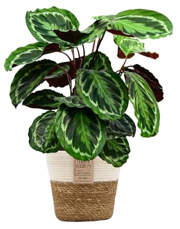 Green Me Up Set Calathea Medallion No. 19 im 19 cm Topf, Zimmerpflanze 70 bis 80 cm mit gemusterten Blättern, Seegraskorb Natur mit weißem Rand 21 cm, Dekoset für Wohnzimmer und Büro, Tierfreundlich