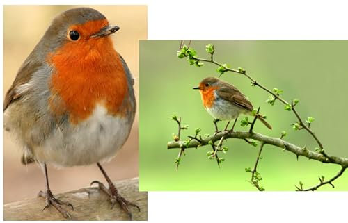 Edition Colibri ROTKEHLCHEN 2-er Postkarten-Set Tierpostkarte Ansichtskarte Vögel aus Deutschland für Sammler oder Postcrossing (10575)