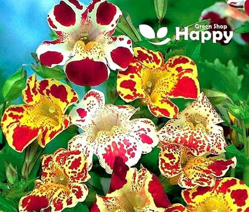 Tiger Monkey Flower Dwarf Mix - 3200 Seeds + Plant tag + Freebie - Mimulus tigrinus grandiflorus