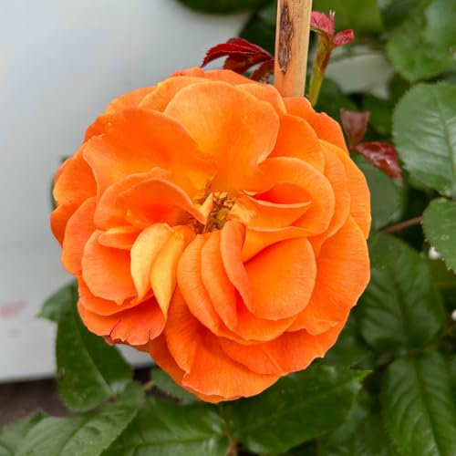 Beetrose 'Westzeit®', orange-aprikot bis rosa, Doppelbogen, Topf 10 Liter