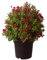 Weigelie 'Picobella Rosso'®, Zierstrauch, Gartenpflanze, kompakter Strauch, leuchtend rote Blüten, dekoratives Laub, pflegeleichter Strauch, Sommerblüher, kompakter Wuchs, attraktiver Gartenakzent