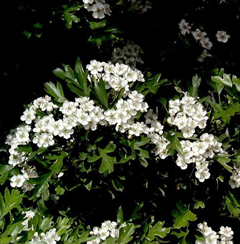 Kugel Zwerg Weißdorn 40-60cm - Crataegus monogyna - Gartenpflanze