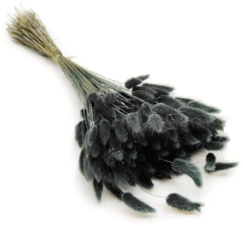 Enchanted Dekogras Getrocknetes Gras Ziergras Hasenschwänze Lagurus Ovatus Samtgras Häschen-Schwanzgras Trockenblumen Natürlich Boho 120 - 150 Stück 100 g Schwarz