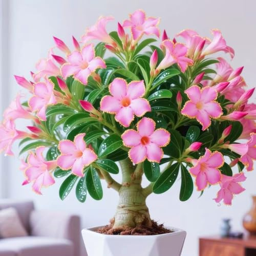 Rosa del deserto resistenti,Bulbi di Rosa del deserto,miste,resistenti al freddo e alla siccità,adatte per la decorazione di giardini e balconi-4Bulbi-E