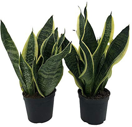 Italy Green Life - Sansevieria Superba, Set di 2 piante con Vaso Ø 12 cm dall'Altezza di circa 35 cm. Sanseveria Pianta Vera, Piante da Interno Sempre Verdi, Piante Vere da Esterno, Regali per la Casa
