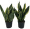 Italy Green Life - Sansevieria Superba, Set di 2 piante con Vaso Ø 12 cm dall'Altezza di circa 35 cm. Sanseveria Pianta Vera, Piante da Interno Sempre Verdi, Piante Vere da Esterno, Regali per la Casa