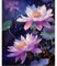 YUCCAORCHID Malen Nach Zahlen Erwachsene Landschafts Faltenfreie Leinwand mit Pinseln Acrylpigment DIY Ölgemälde Leinwand Set 40 × 50 cm（Rahmenlos）-Lila Seerosen