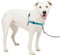 PetSafe Easy Walk Deluxe Geschirr, Gehgeschirr ohne Zug für Hunde, gepolstertes Design, inkl. 1,8 m Leine, mittelgroße/große ozeanblaue/Schwarze Leine