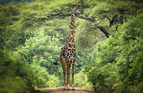 VLIES Fototapete-GIRAFFE-(PF7501)-250x186 cm-Foto-Kunst Tiere Afrika Savanne Natur Landschaft Dekor Wandbild Wandtatoo