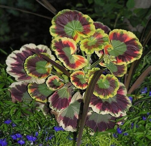 100 semi di geranio colorati misti