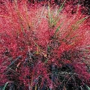 Liebes-Gras Lila Ziergräser Samen (Eragrostis spectabilis) 30 + Seeds