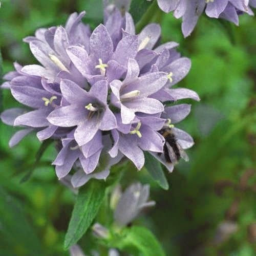 Campanula moesiaca 100 semilla fresca