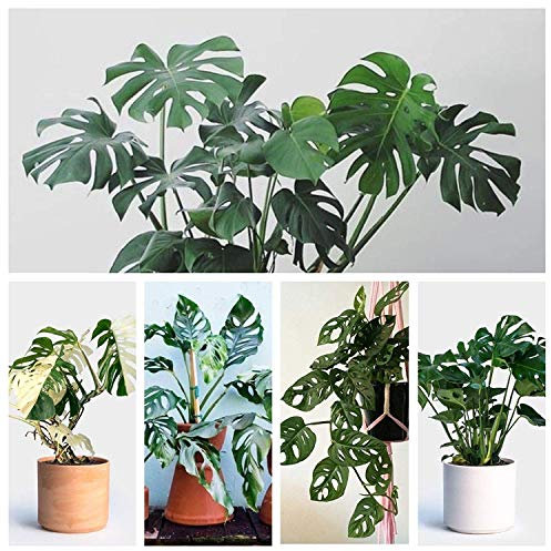 Portal Cool Obliqua: 100Pcs Monstera Bonsai Garden Seeds Schöne Schildkröte Blätter Baum Pot Palm Blume