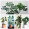 Portal Cool Obliqua: 100Pcs Monstera Bonsai Garden Seeds Schöne Schildkröte Blätter Baum Pot Palm Blume