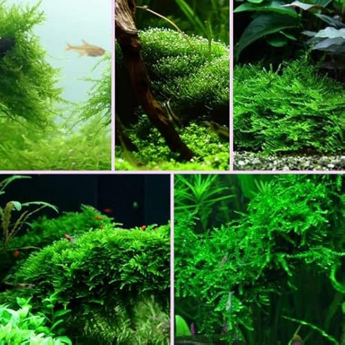 Aquarium Live Moss Java Spiky Christmas Weeping Aquatic Plant (Weeping Moss, Large)