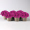 Petunien 'Capella™ Rose' magenta, hängend, Topf-Ø 13 cm, 6 Pflanzen